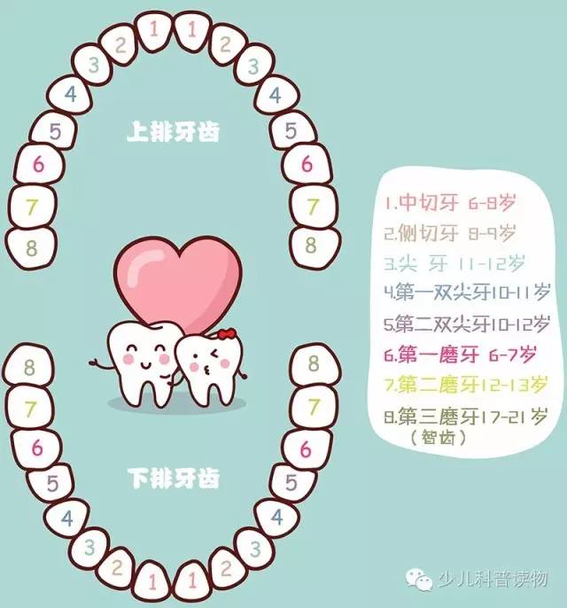 儿童换牙开始时间,儿童换牙顺序图,儿童几岁开始换牙