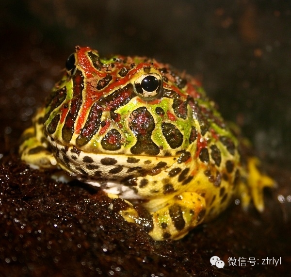 【角蛙迷】角蛙公母的鉴别方法!