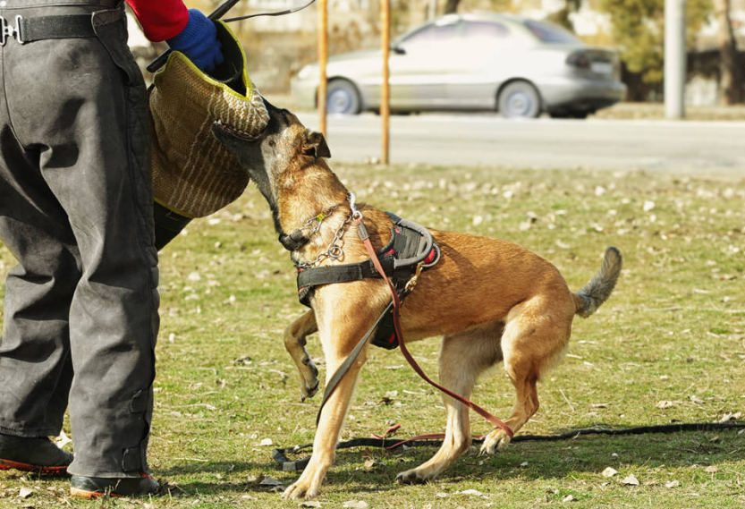 马犬有什么优点,什么要养马犬?