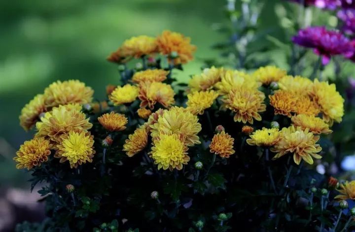 《不第后赋菊》唐·黄巢待到秋来九月八,我花开后百花杀.