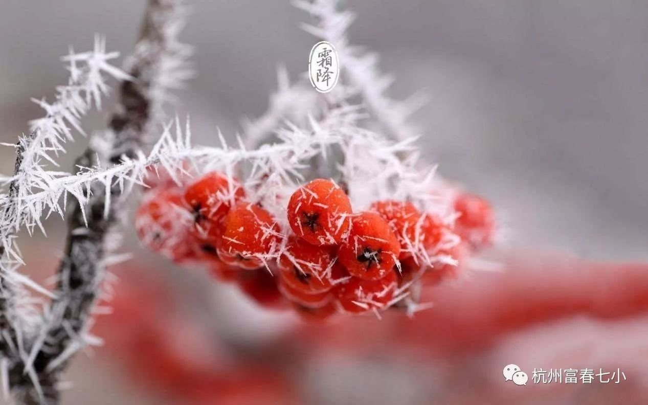 【二十四节气】霜降:碧天静,霜满地