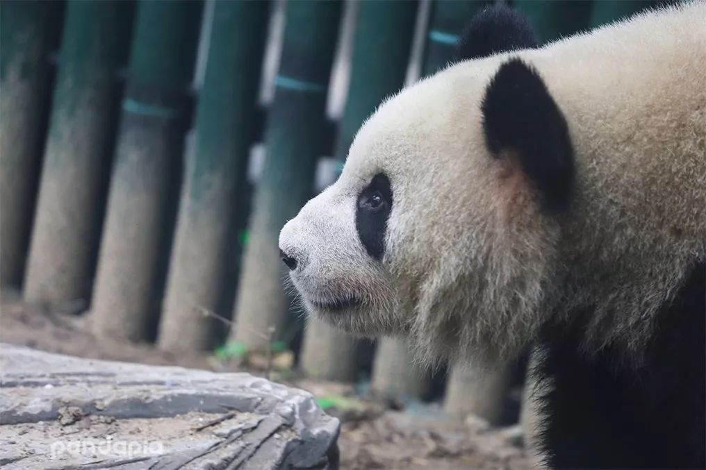 皇城根儿下的熊猫日常是什么