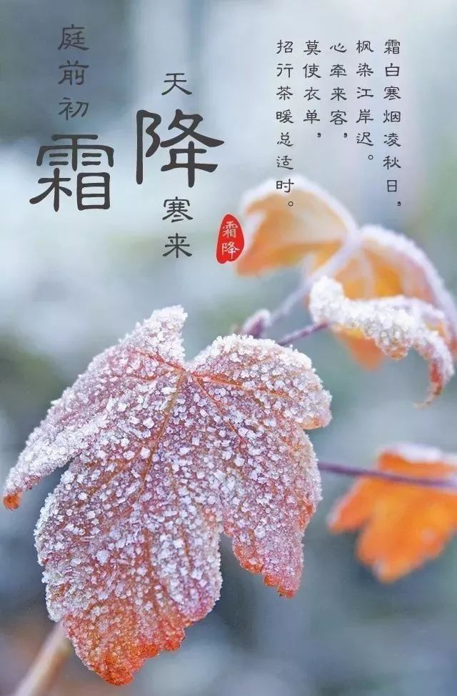 霜降节气含有天气渐冷,初霜出现的意思,是秋季的最后一个节气,也意味