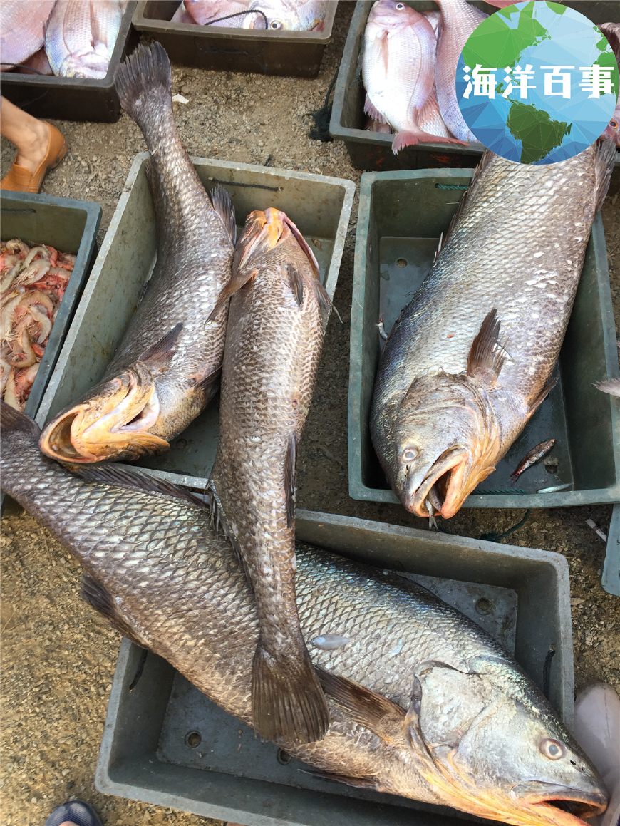 珍贵的黑鳘鱼,价值全在其鱼胶上巨大的马友鱼大海鳗(白鳗)海捕大虾(白