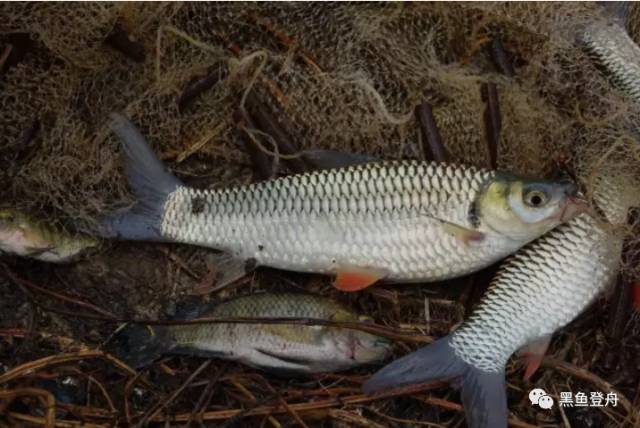 每天认识一种鱼 33 丨 皇帝鱼 苏丹 马来西亚身价第二高的鱼