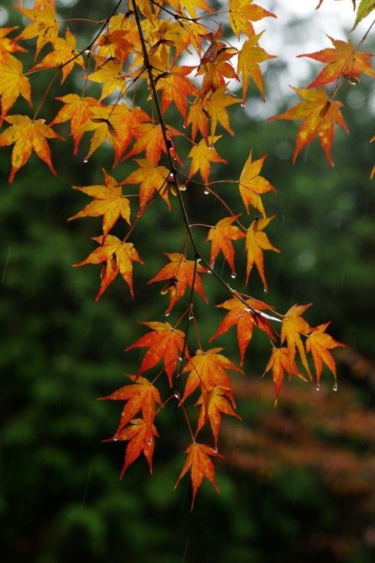 【晨曲】一首《一场秋雨一场寒》送给朋友们,天渐凉记得加衣裳!