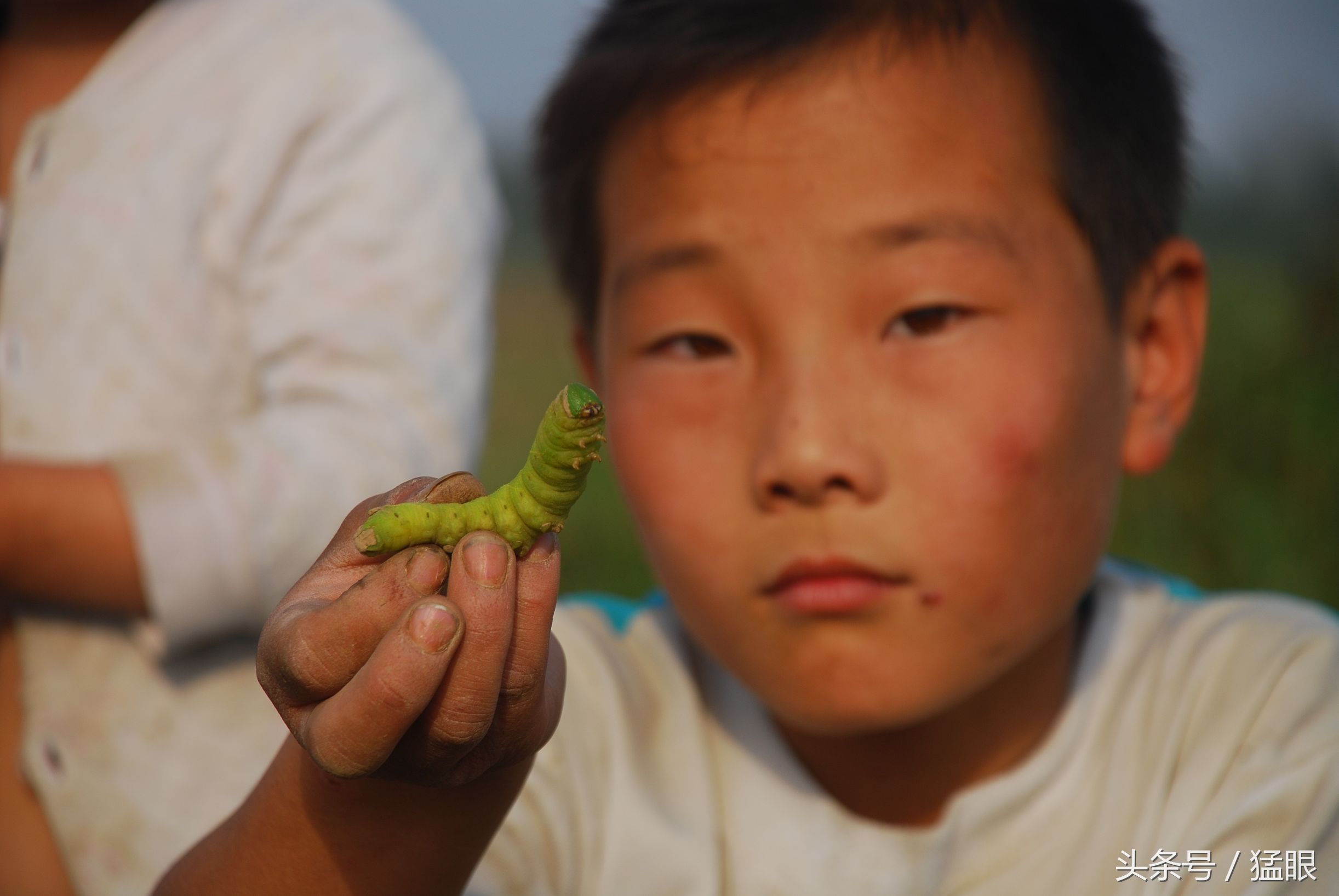 孩子黄豆地里刨豆虫,每人一天能赚100多元,半年不用发愁零花钱