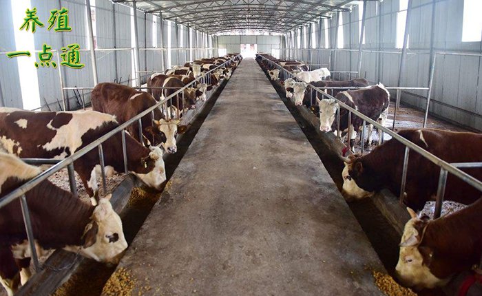 冬季塑料大棚育肥肉牛,日增重不止1公斤