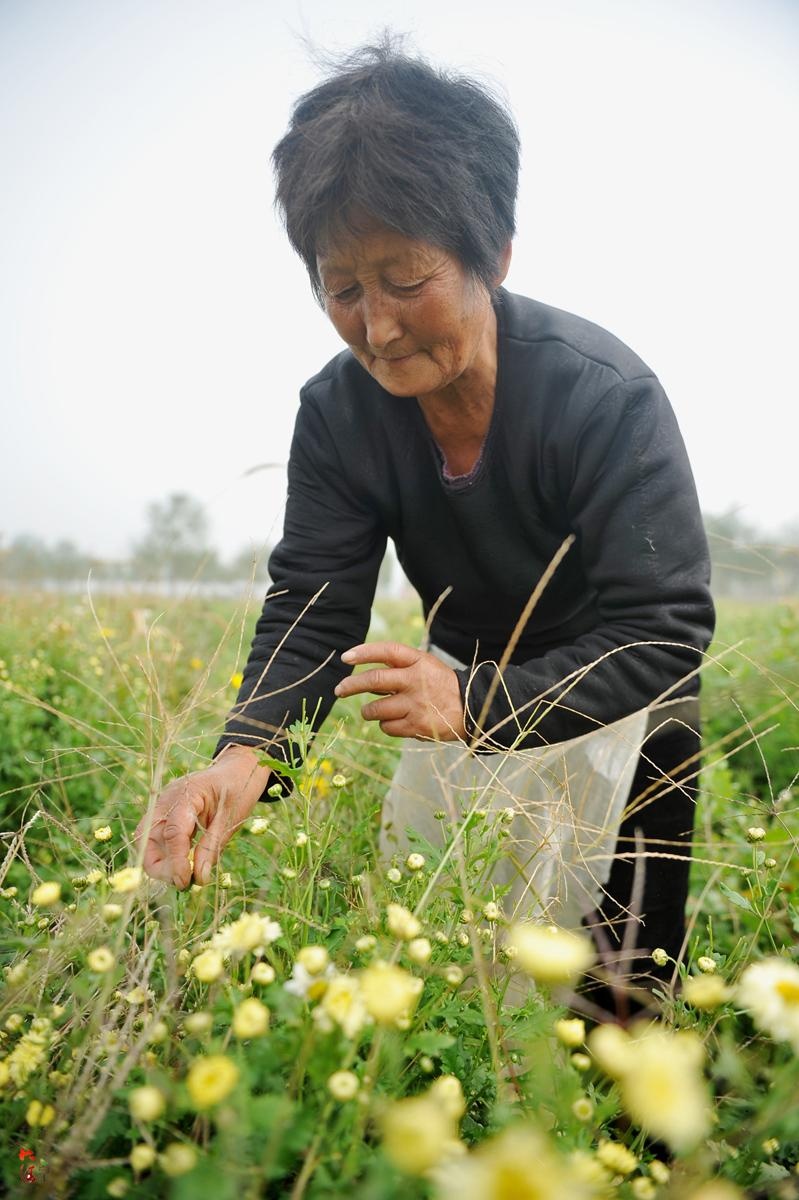 花滩老总_合川花滩规划图(2)