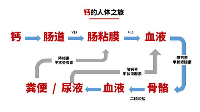 l吃进去的钙吸收了没有?l吸收的钙到骨头上没有?