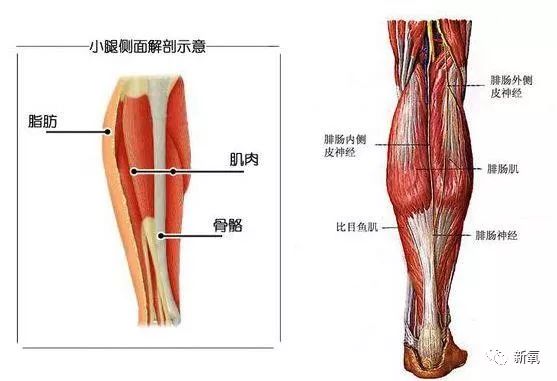 根据解剖图我们可以看到,小腿脂肪其实都比较薄,主要以肌肉为主.