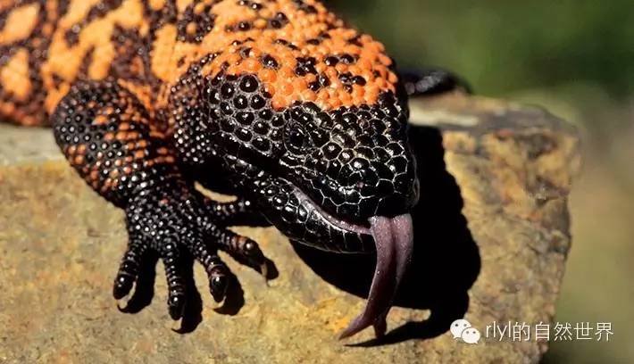 至毒诱惑--吉拉毒蜥(gila monster)!