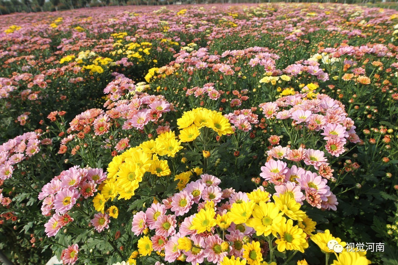 10月23日,在许昌华育花卉观赏彩菊种植基地拍摄的即将上市的彩菊.