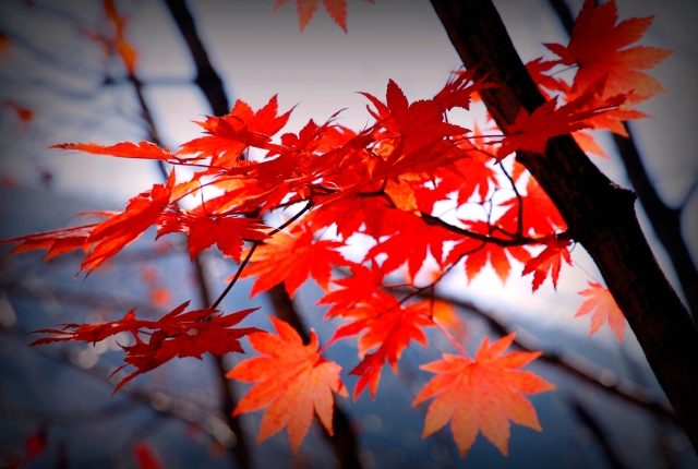 【二十四节气】今日霜降