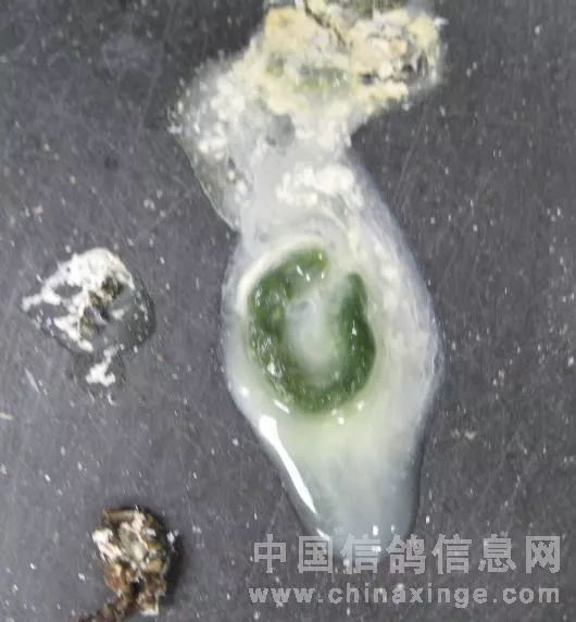 沙门氏菌病的巨大危害