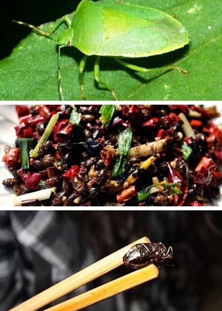 九香虫,学名椿虫,但它行走江湖时所用的花名"放屁虫"才是我们最熟悉的