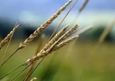 微生物菌剂:恢复土地肥力的最后"救命稻草"