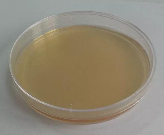 图为盛有琼脂溶液的培养皿琼脂,学名琼胶,英文名(agar,常用产至海南