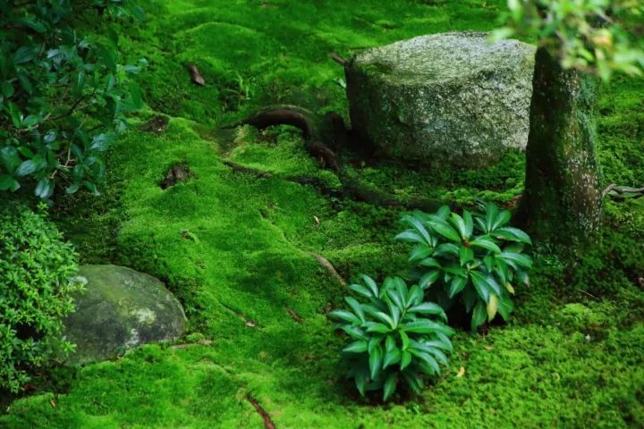 科技  苔藓是植物界中地位较原始的高等植物,它们在植物界中扮演着"