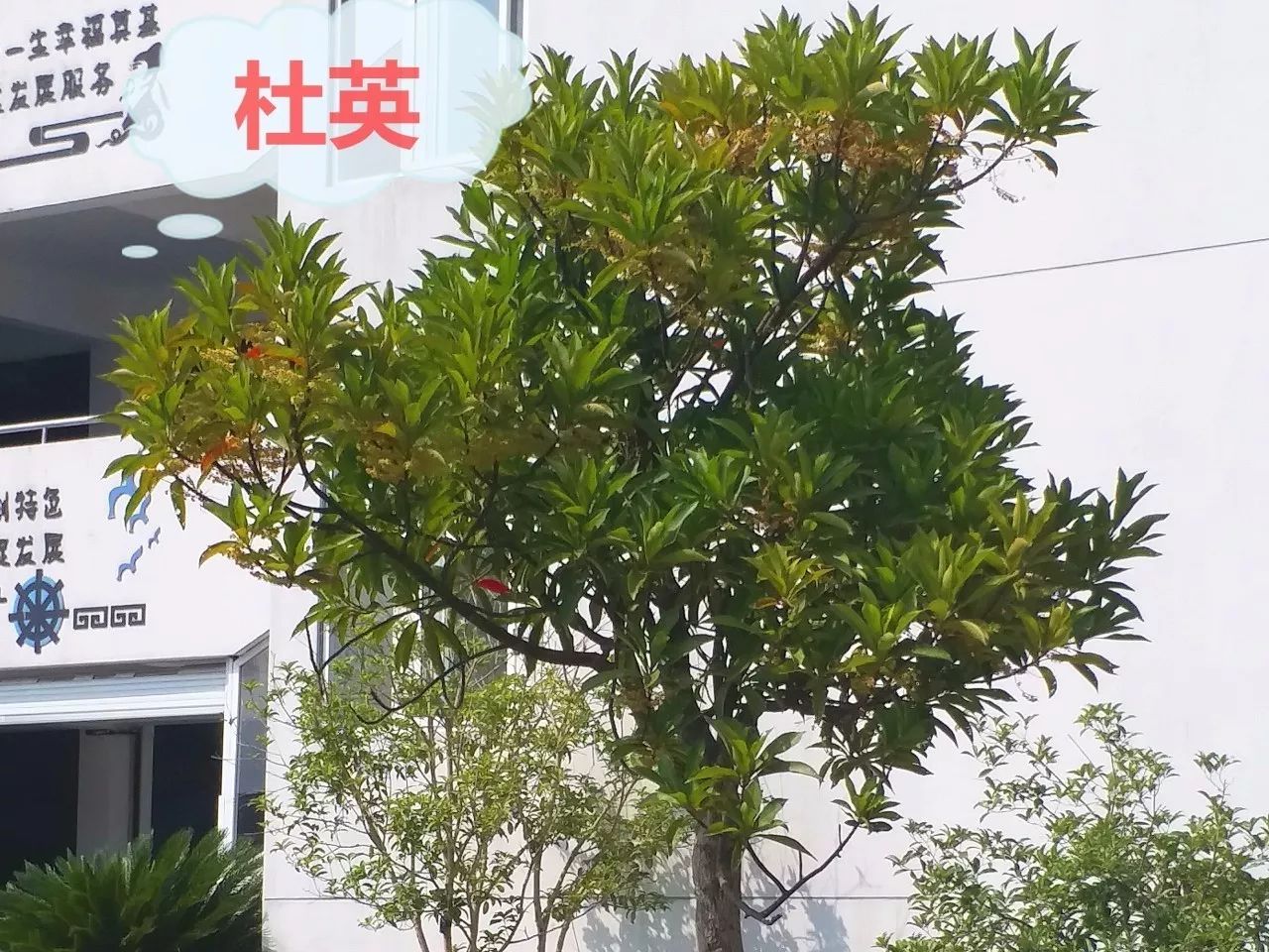 舟嵊小学校园植物—杜英