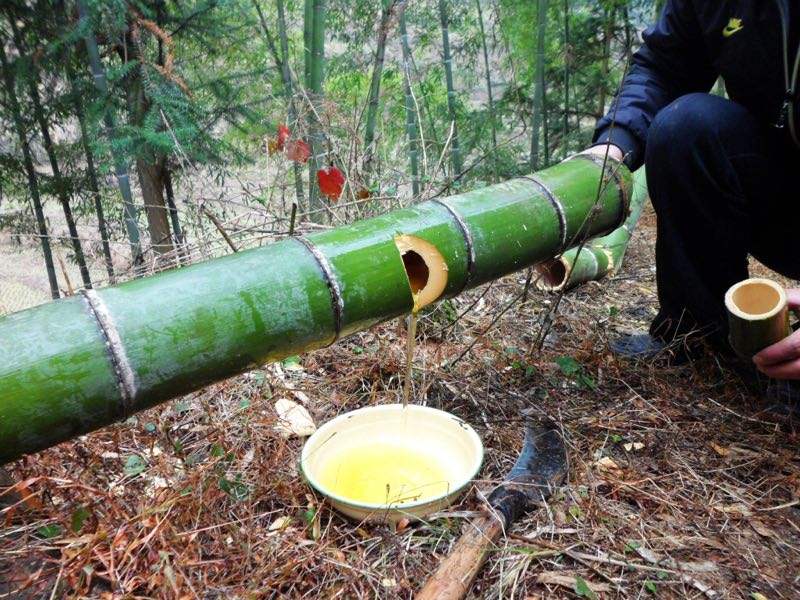 竹酿酒,用活竹酿制的水酒,味道比从地窖土坛中窖藏出的水酒还美