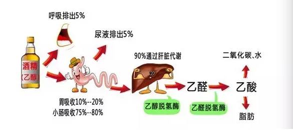 由图可见 肝脏承担了90%的酒精代谢任务,任务越大,伤害越大!