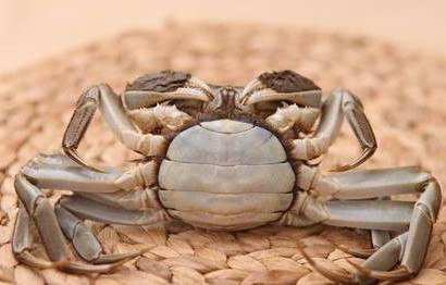如何分辨螃蟹公母: 母螃蟹是圆脐,农历九月卵满,蟹黄鲜香油脂细腻.