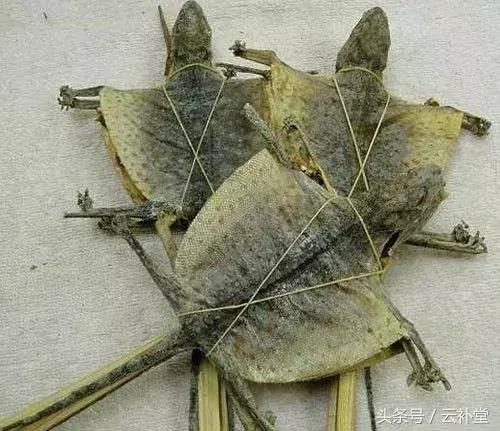 中草药蛤蚧的功效与作用及禁忌