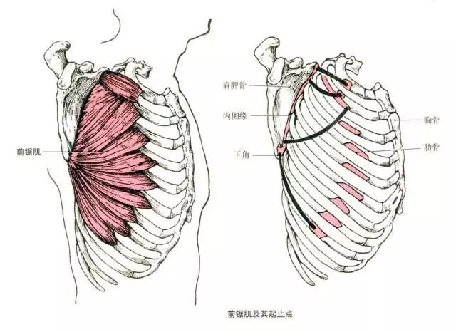 内衣勒的肋骨疼_肋骨外翻图片