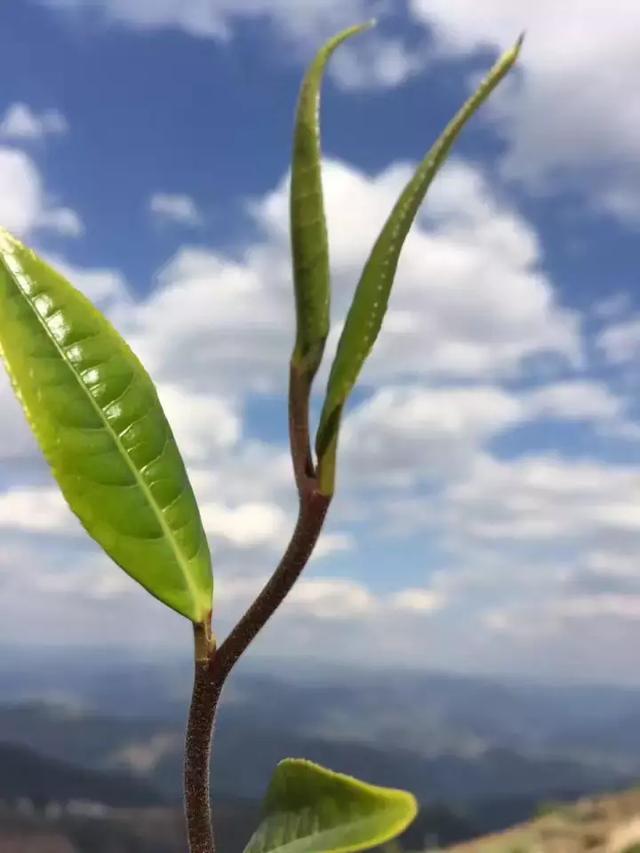 许多商人把喜欢普洱茶的消费者当傻子,该如何挑价美质