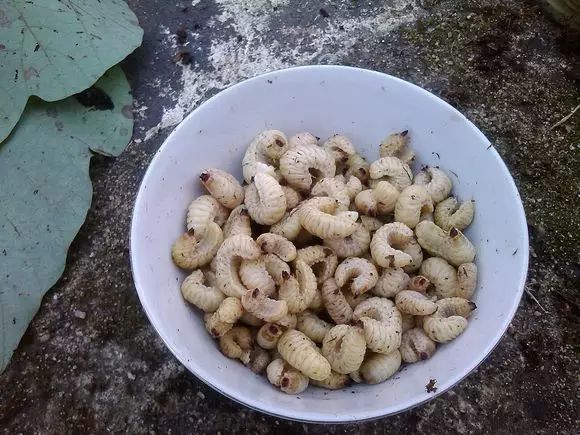 葛根生的虫不是天牛,而是紫茎甲(蟋蟀和金龟的合体).