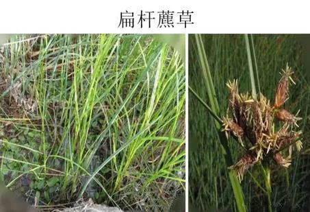 农田杂草图谱还有草名,确实有用,不看后悔哦!