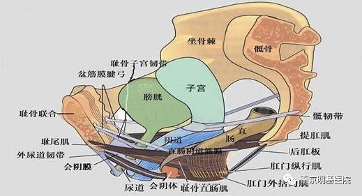 盆底结构