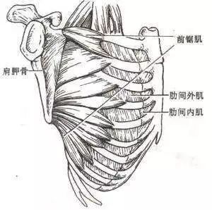 作用:拉肩胛骨向前以紧贴胸廓,下部肌束收缩可使肩胛骨旋外以帮助