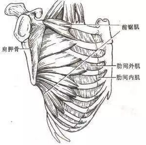 位于肋间外肌的深面.