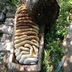 冬天的蜂巢有啥用途怎么用