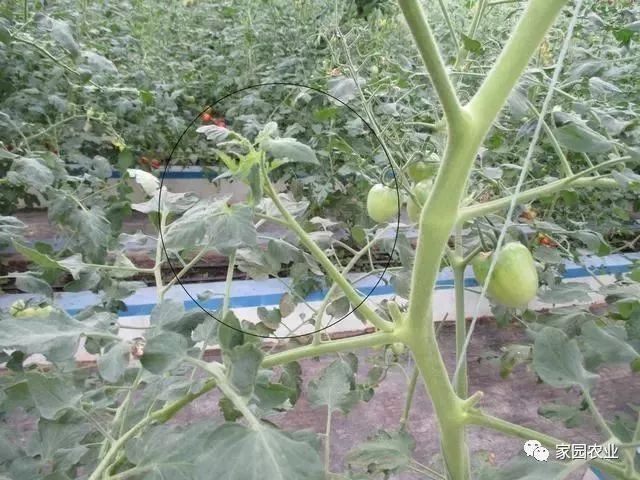 番茄打叉问题多,如何整理产量高