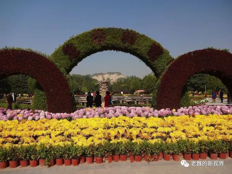 菊花盛开的兰州植物园