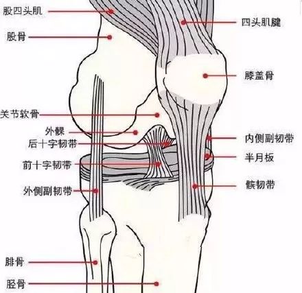 膝盖解剖示意图