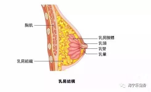 【乐健身】回答近期女性提问,能通过运动或按摩丰胸?