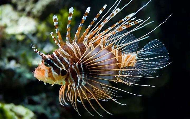 这些浅海的海洋生物,原来这么毒!