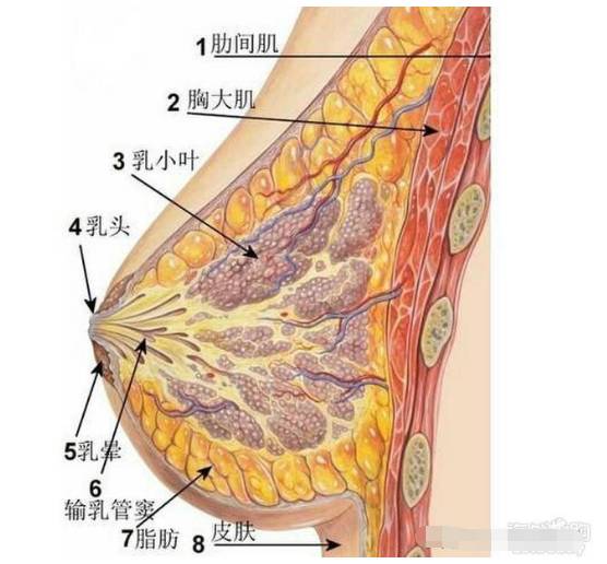 【乐健身】回答近期女性提问,能通过运动或按摩丰胸?