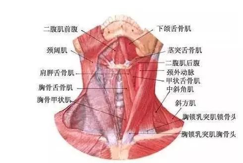 肱桡肌(嵴近端2/3),桡侧腕长伸肌(嵴近端1/3),桡侧腕短伸肌,尺侧腕