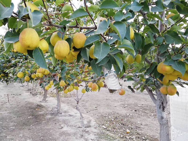 库尔勒香梨树一枝常结两果, 一果为"公梨", 一果为"母梨", 依偎在一