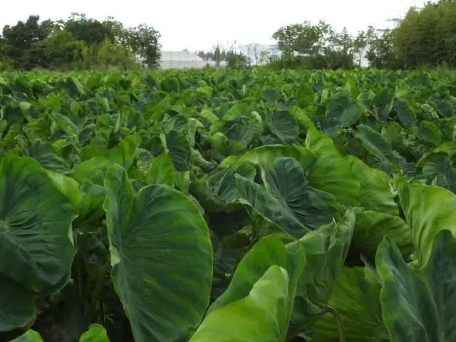 崇明岛上最大的芋艿地就在这绿华镇的绿湖村.