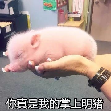 这猪不能吃,因为它有20万粉丝!