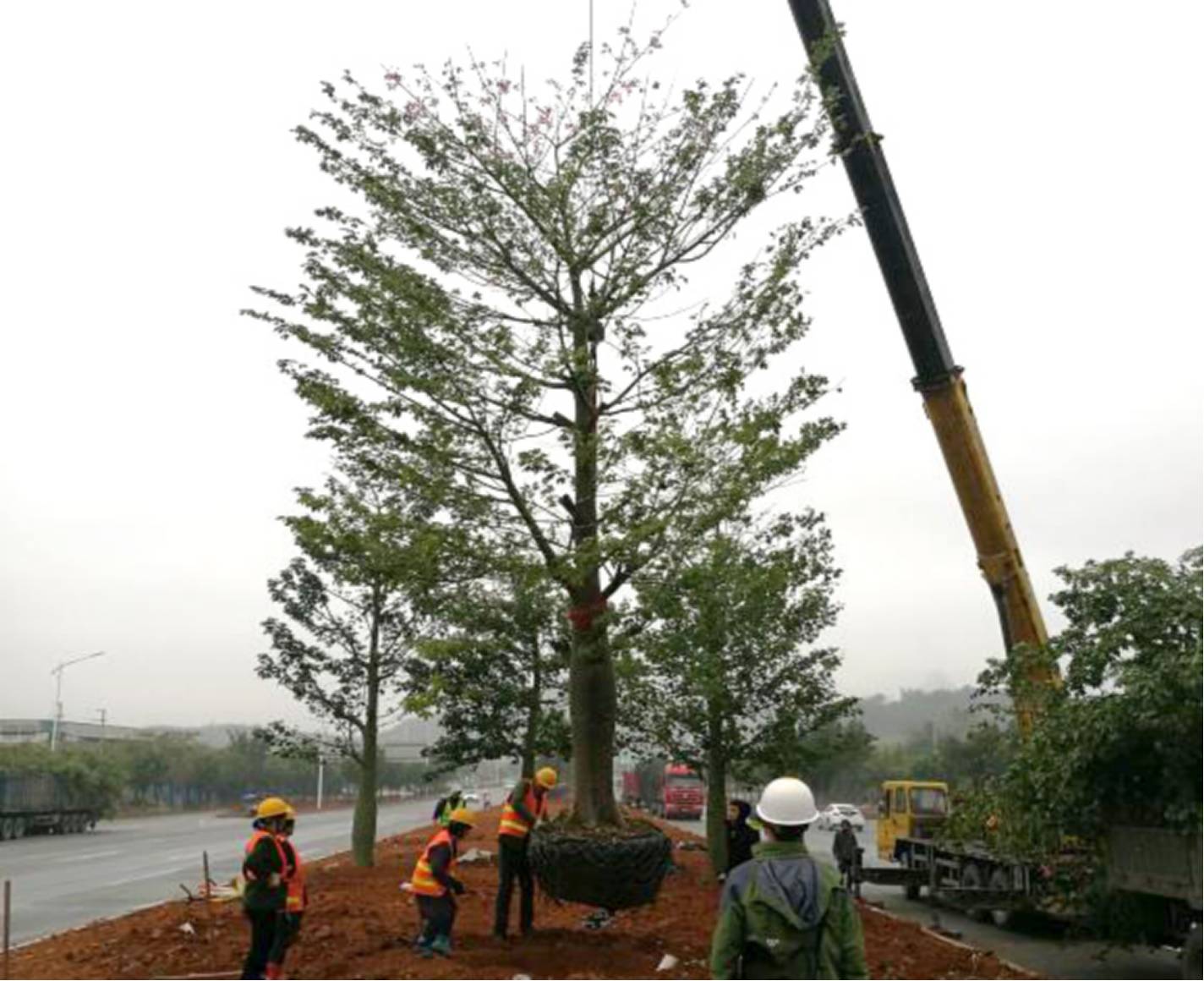 岭南课堂乔木栽植精细化管理之吊栽及回填