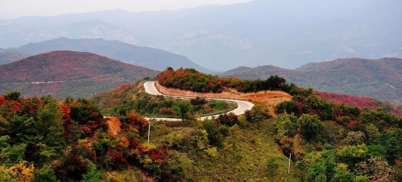 片片红叶心荡漾,古渑大地披红妆.河南渑池10万亩红叶似火,邀你来赏