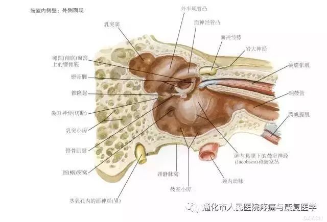棘(垂直)前上,也就是前庭神经上支的前方,耳蜗神经的上方进入内耳迷路