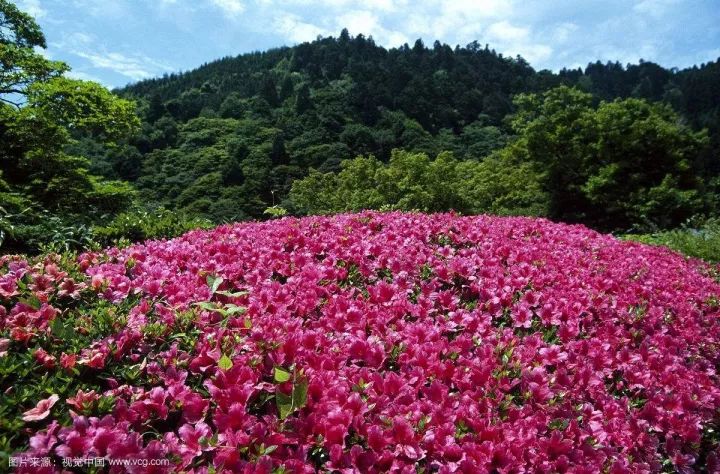 揭秘杜鹃花的栽培和养护!